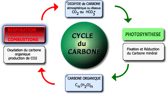 cycle-carbone.png