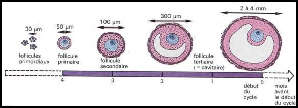 follicule ovarien taille follicule ovarien taille