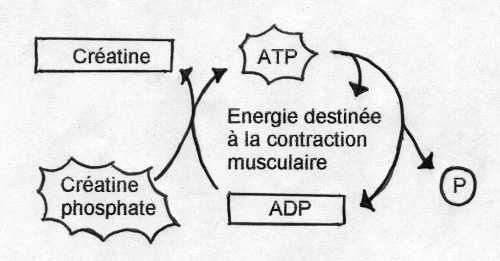 creatine.jpg