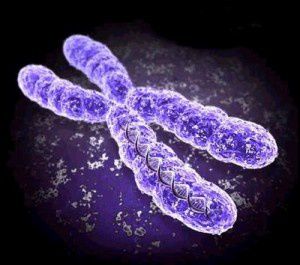 chromosome-300x265.jpg