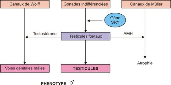 sexe en chaussette gonadique deux sexes sexe en chaussette gonadique deux sexes