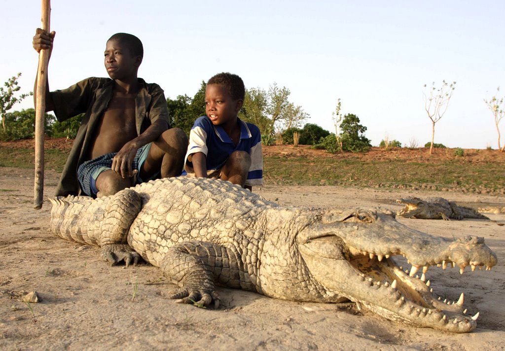 Les crocodiles sacrés - Bazoulé, Burkina-Faso Les crocodiles sacrés - Bazoulé, Burkina-Faso