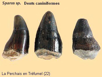 Sparus-sp.--dents-caniniformes-.jpg