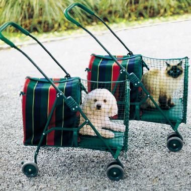chien en poussette