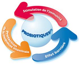 Probiotiques-Action.jpg