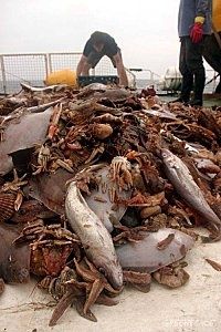 prises-accessoires-mer-nord