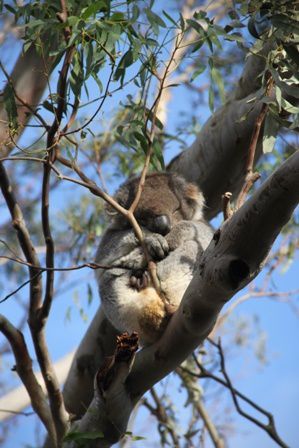 12-08-11-AUS-Victoria-GOR-Cape Otway-Koalas 02