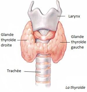 effets de l.  A. Chimiothérapie sur le corps