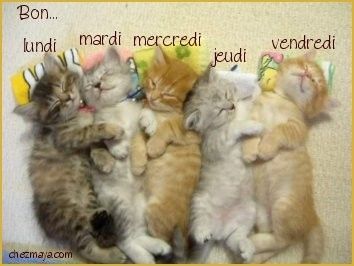 Semaine-Chat.jpg
