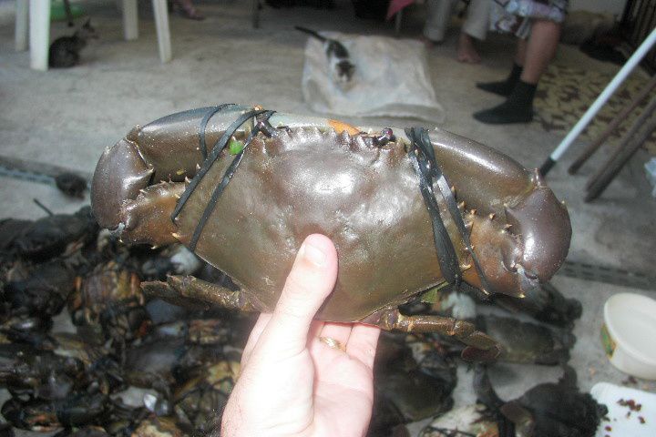 Interdiction de la pêche aux crabes de palétuvier dès ce vendredi -  Nouvelle-Calédonie la 1ère