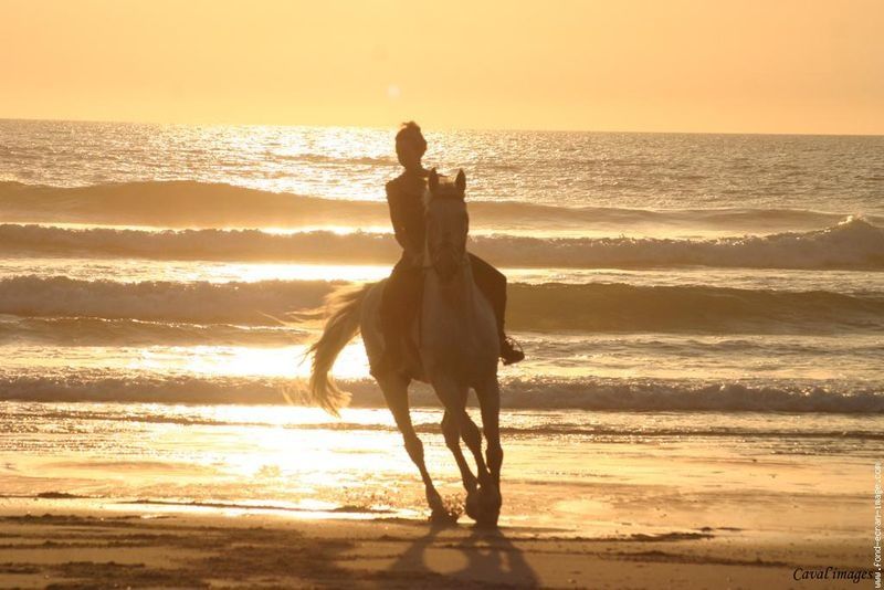 galerie_membre_cheval_galop_plage