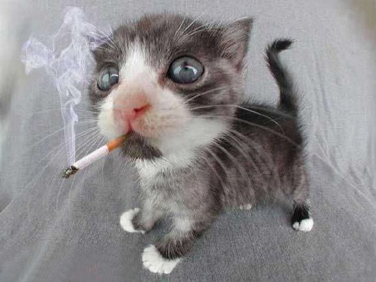 cat-smoking.jpg