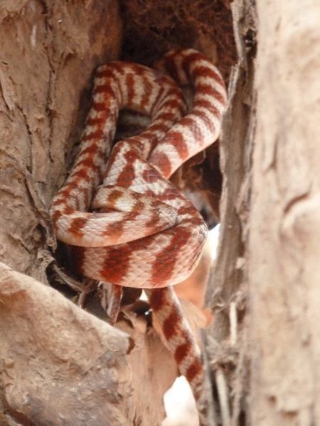 46 kleine Tiger Snake