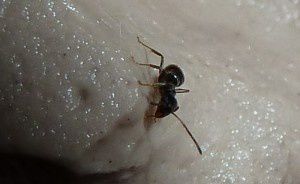 paris-et-fourmis-197.JPG