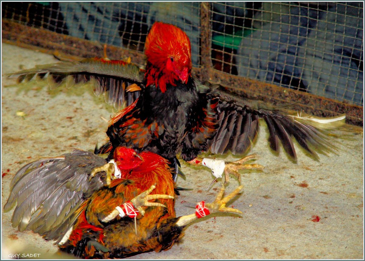 Cockfights in Afghanistan Cockfights in Afghanistan