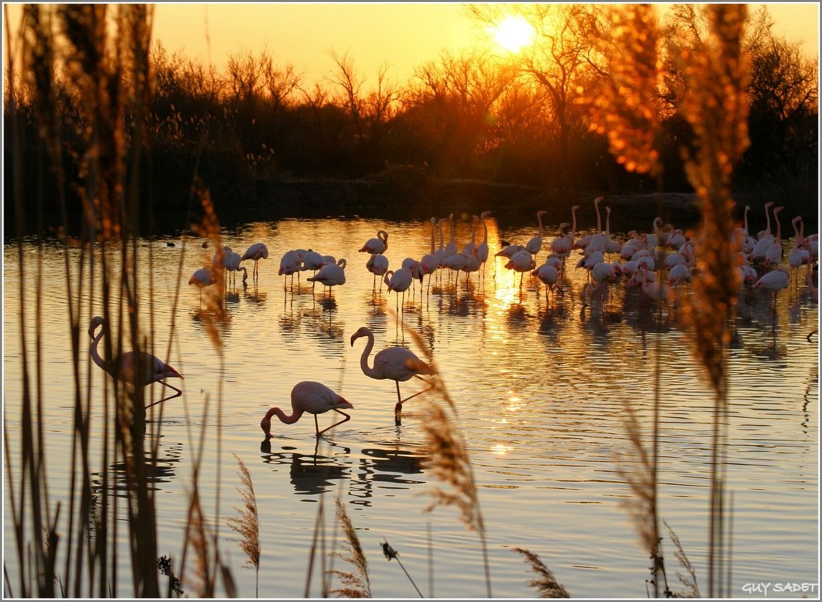 Parc Ornithologique De Pont De Gau