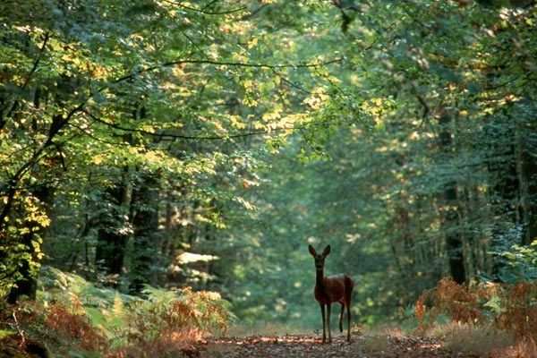 foret-charnie.jpg