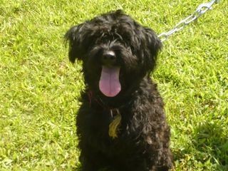 choupi-caniche-noir-fourriere1.JPG
