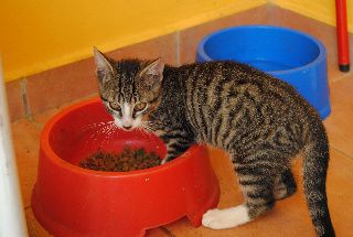 chats jean yves