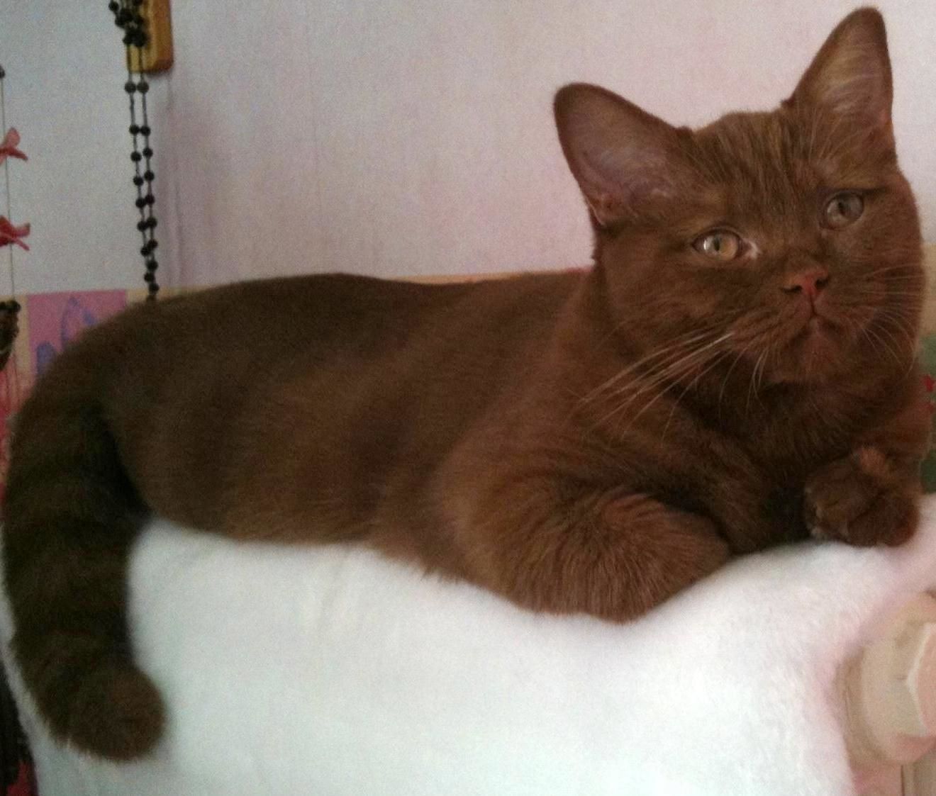 Cinnamon British Shorthair