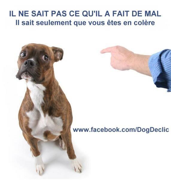 Mon chien à le regard coupable, il sait qu’ il a fait une Mon chien à le regard coupable, il sait qu’ il a fait une
