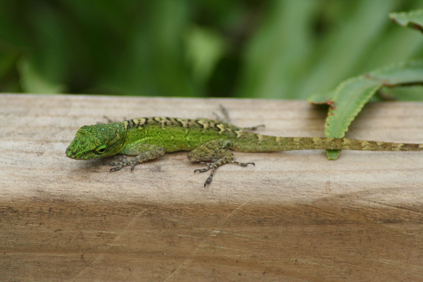 faire rencontres guadeloupe