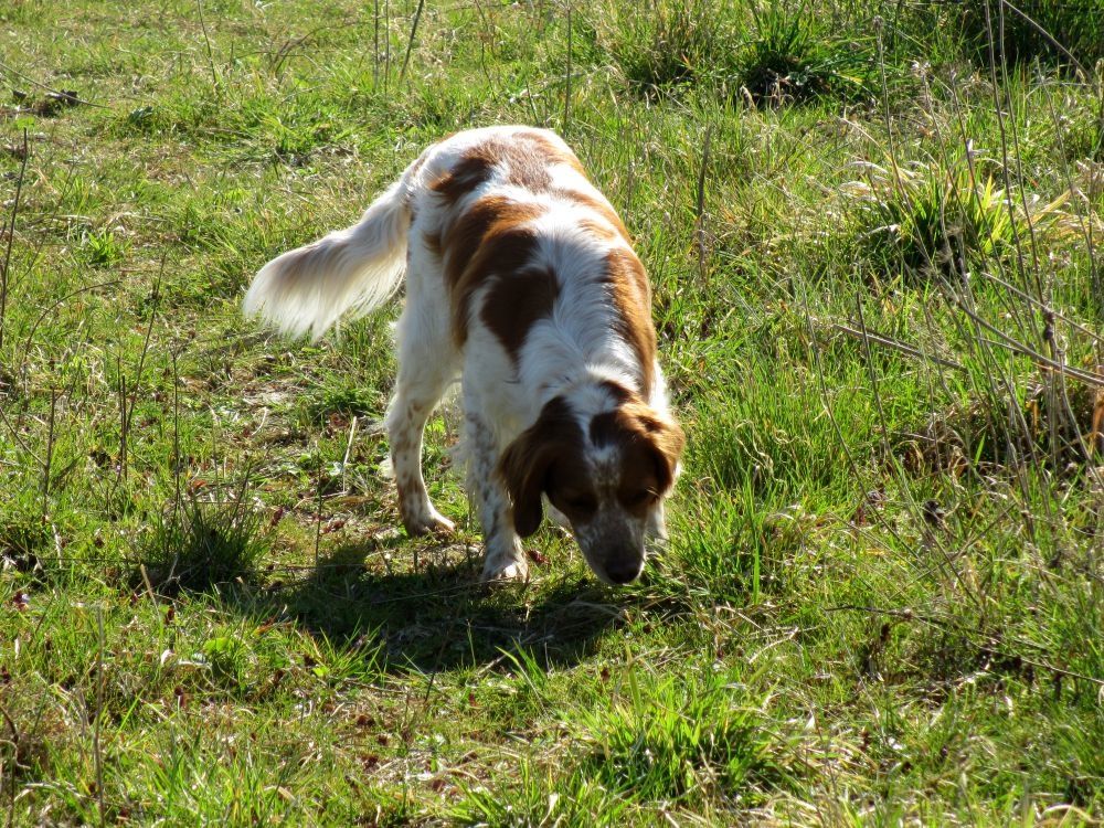 LE PREMIER JOUR DU PRINTEMPS - Le blog de Filou, un amour LE PREMIER JOUR DU PRINTEMPS - Le blog de Filou, un amour