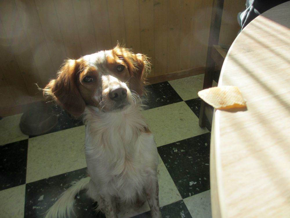 TOUT UN FROMAGE - Le blog de Filou, un amour de Chien TOUT UN FROMAGE - Le blog de Filou, un amour de Chien