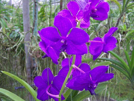 orchid_0743.JPG