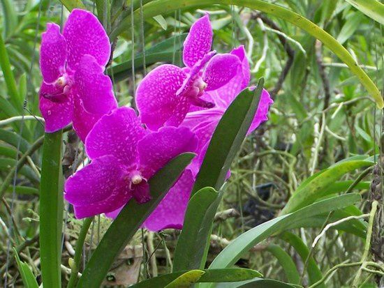 orchid_0745.jpg