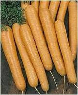 carottes-nantaises.jpg
