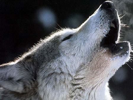 rencontre loup mercantour