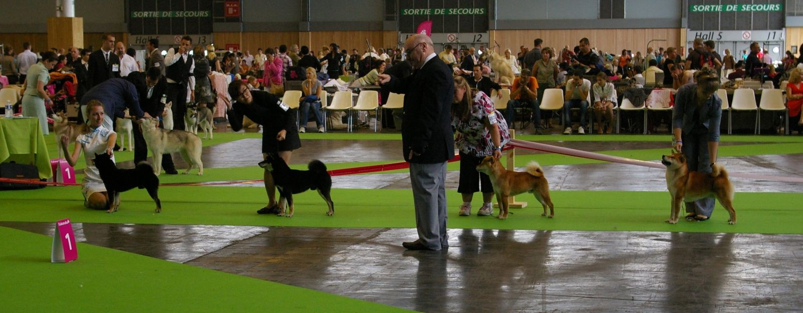 chien rencontre autre chien
