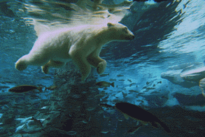 Polar-bear-underwater.gif