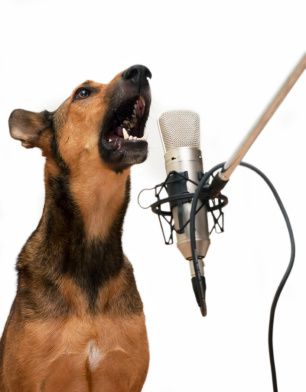 Singer-dog.jpg