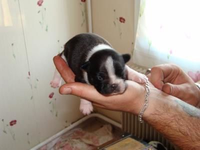 naissance boule 2