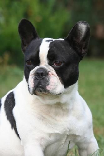 Quels sont les points faibles du Bouledogue Français Quels sont les points faibles du Bouledogue Français