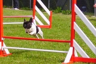 Bien communiquer avec son chien / 4... - BEST BULLDOG BLOG Bien communiquer avec son chien / 4... - BEST BULLDOG BLOG