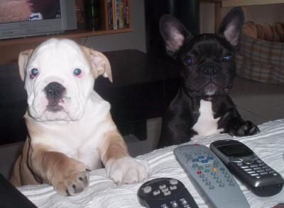 generalite - BEST BULLDOG BLOG generalite - BEST BULLDOG BLOG