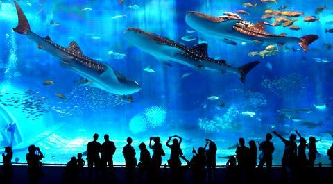 aquarium-okinawa.jpg