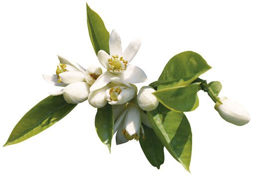 Résultat de recherche d'images pour "neroli fleur"