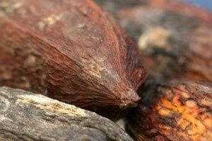 cacao-300x200.jpg