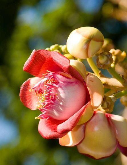 beurre-vegetal-sal-shorea-robusta-L-1.jpeg