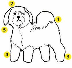 Toilettage du shihtzu - Le blog de shitzu.over-blog.com Toilettage du shihtzu - Le blog de shitzu.over-blog.com