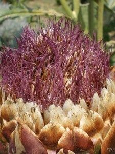 IMGP0927_pf