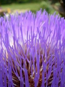 IMGP0926_pf