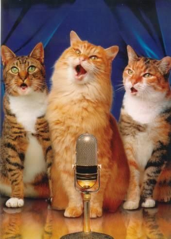singing-cats.jpg