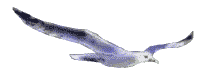 gif albatros