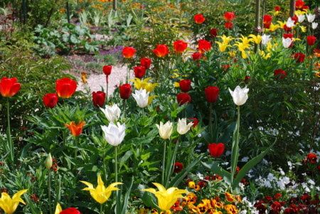 tulipes-giverny-1