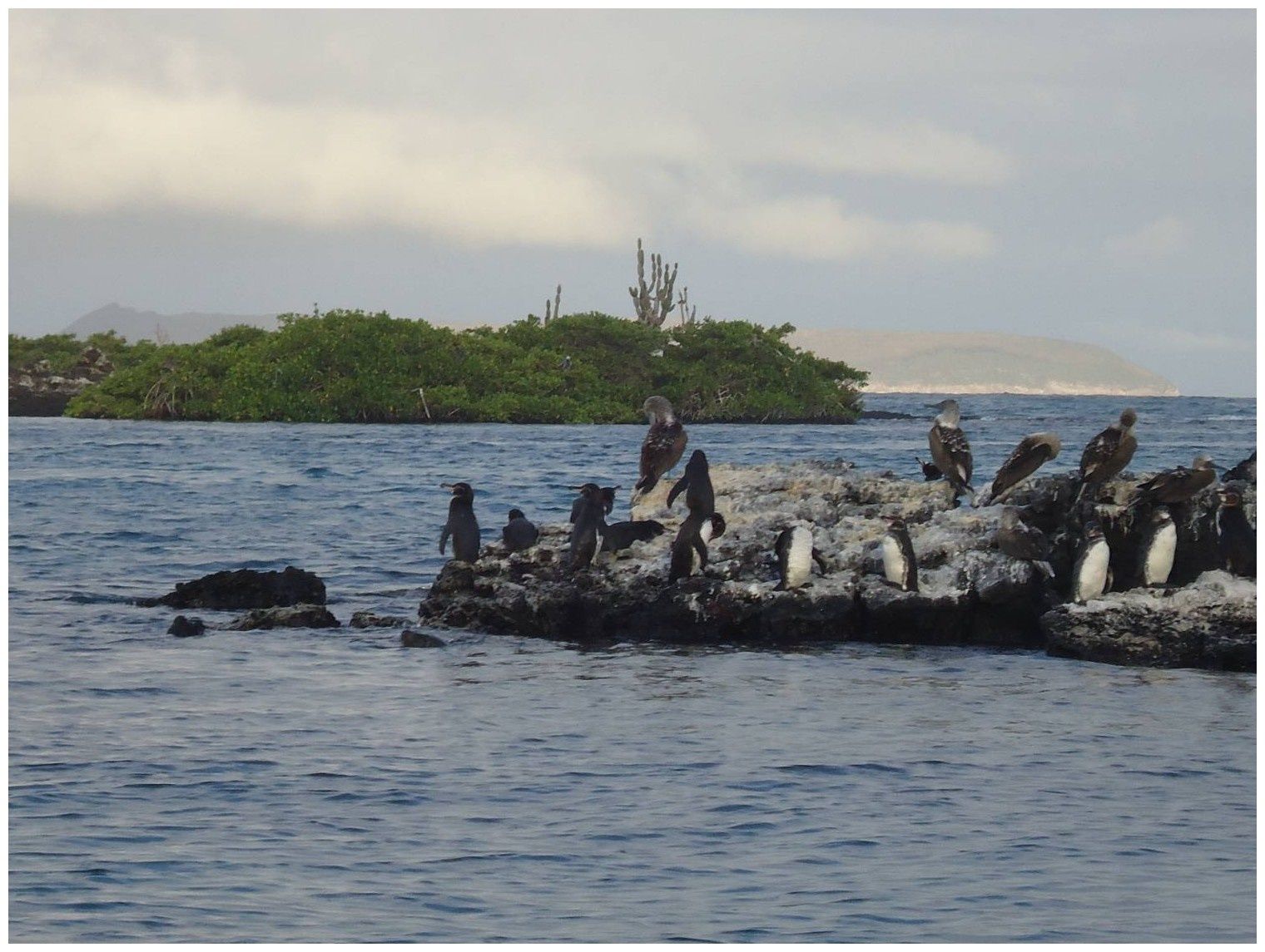 rencontre avec les otaries